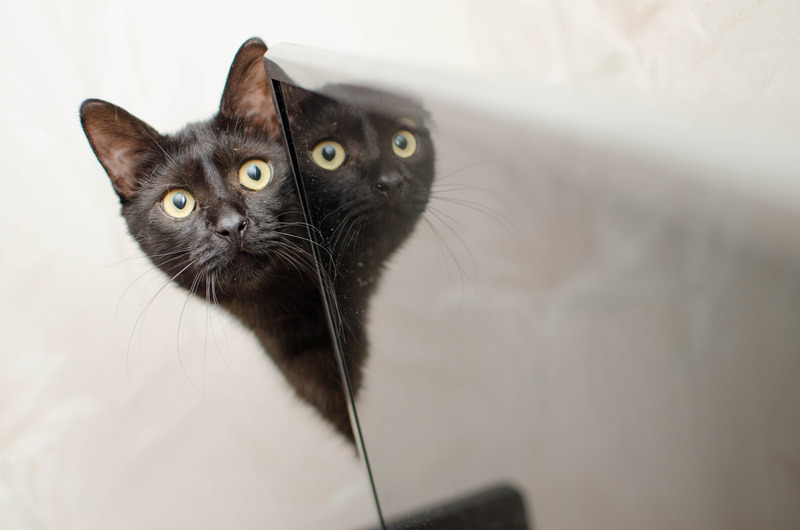 canva black cat with a mirror MADQ5f5yjRE - Gel Bak Seni Kiminle Tanıştıracağım